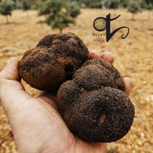 trufas negras en fincas de Trufas de la Vega